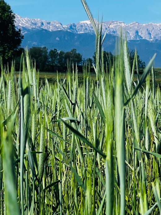 Camp de cereal amb muntanyes dels Pirineus al fons